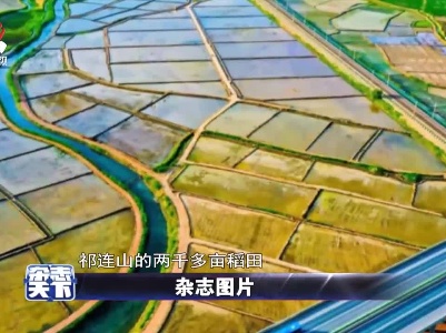 祁连山下的水稻美景 千亩稻田似画卷