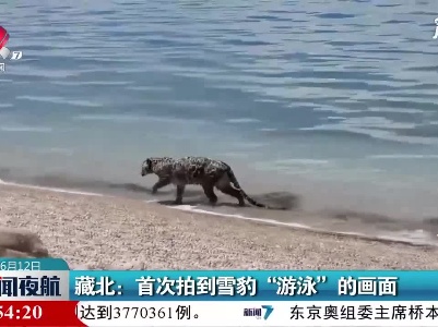 藏北：首次拍到雪豹“游泳”的画面