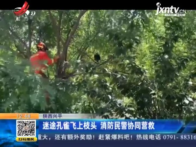 陕西兴平：迷途孔雀飞上枝头 消防民警协同营救