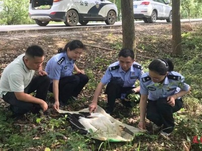 东方白鹳意外受伤滞留路边 进贤民警将其送至救护防疫中心