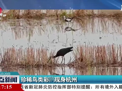 珍稀鸟类彩鹮现身杭州