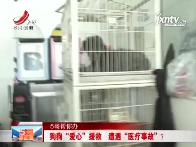 【5哥帮你办】南昌：狗狗“爱心”援救 遭遇“医疗事故”？