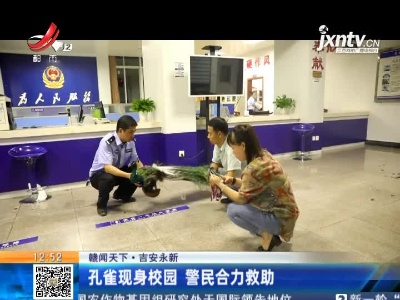 【赣闻天下】吉安永新：孔雀现身校园 警民合力救助