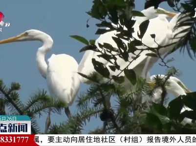 数以万计夏候鸟筑巢鄱阳湖畔小半岛