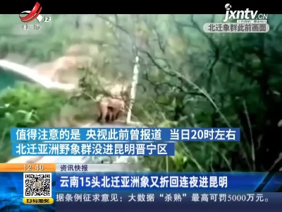 云南15头北迁亚洲象又折回连夜进昆明