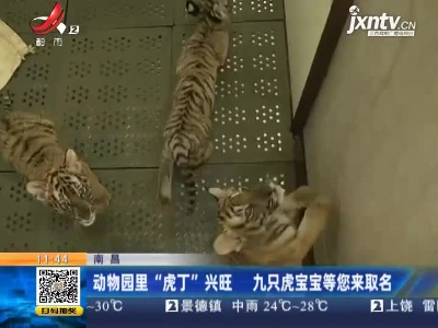 南昌：动物园里“虎丁”兴旺 九只虎宝宝等您来取名