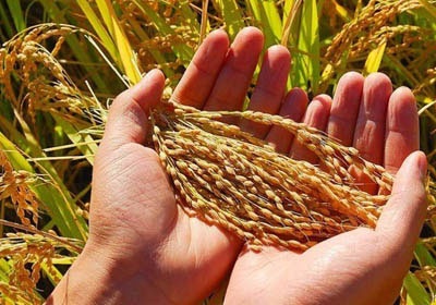 确保“舌尖上的安全”！我国粮食质量安全标准达641项