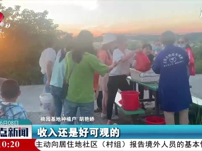 赣州：鲜桃成熟季 桃香满枝头