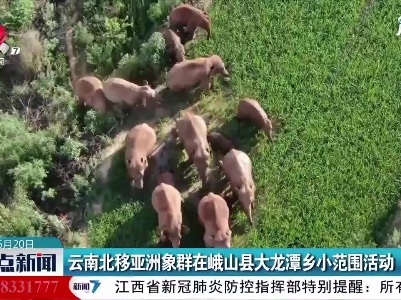 云南北移亚洲象群在峨山县大龙潭乡小范围活动
