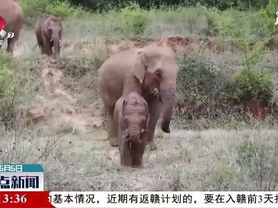 云南北迁象群向西北迁移