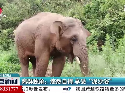 离群独象：悠然自得 享受“泥沙浴”