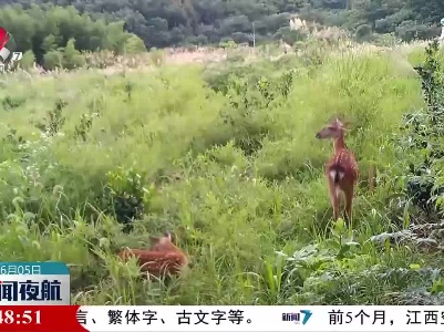 【世界环境日】彭泽桃红岭：为梅花鹿打造“温馨家园”