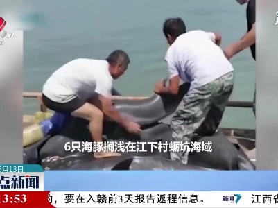 福建：6只搁浅海豚获救 转圈感谢渔民