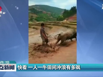 四川：快看 一人一牛田间冲浪有多飒