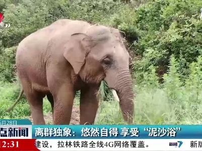 离群独象：悠然自得 享受“泥沙浴”