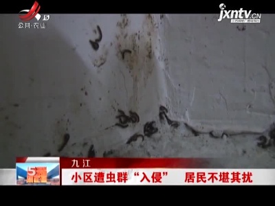 九江：小区遭虫群“入侵” 居民不堪其扰