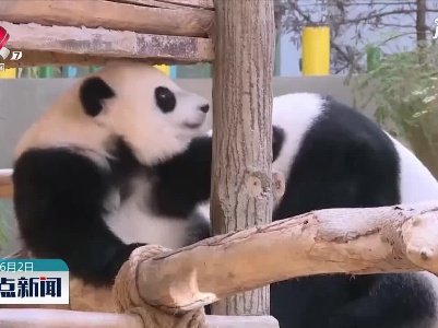 旅马大熊猫“靓靓”诞下第三只宝宝
