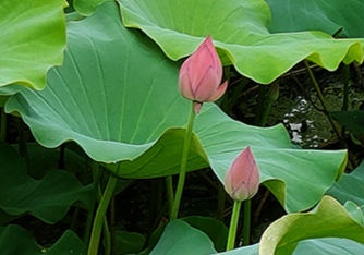 夏至赏荷正当时