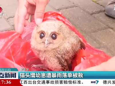 婺源：猫头鹰幼崽遭暴雨落单被救