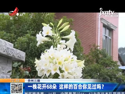 贵州三穗：一株花开68朵 这样的百合你见过吗？