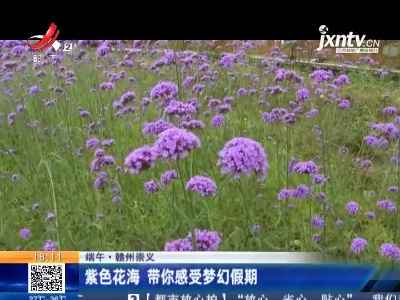 【端午】赣州崇义：紫色花海 带你感受梦幻假期