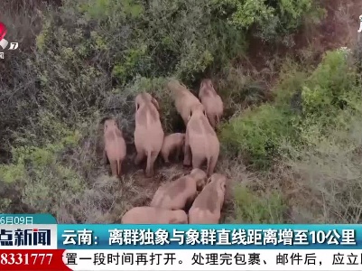 云南：离群独象与象群直线距离增至10公里