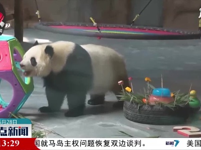大熊猫“齐果” “圆满”在青藏高原过生日