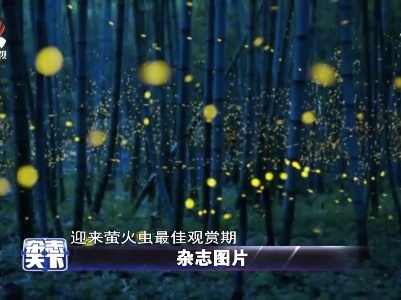西双版纳植物园 迎来萤火虫最佳观赏期