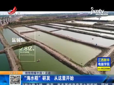 【理想照耀中国·足迹】青岛：“海水稻”研发 从这里开始
