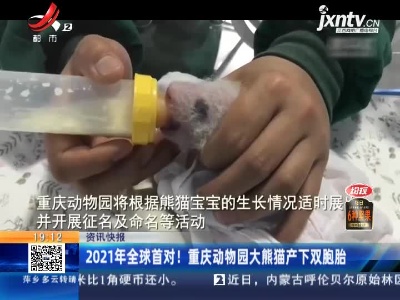 2021年全球首对！重庆动物园大熊猫产下双胞胎