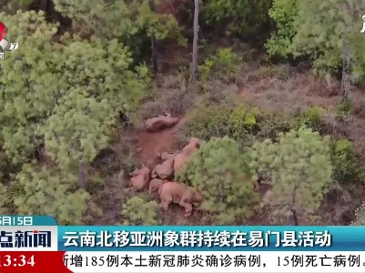 云南北移亚洲象群持续在易门县活动