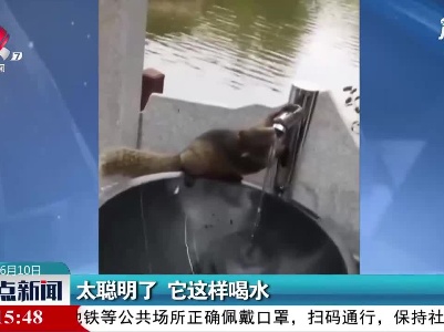 云南：太聪明了 它这样喝水