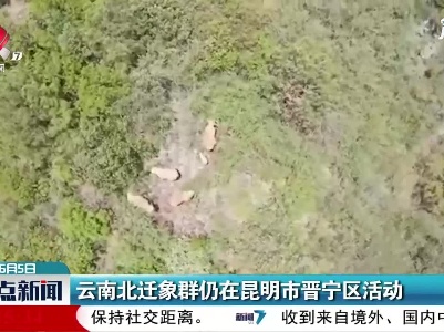 云南北迁象群仍在昆明市晋宁区活动