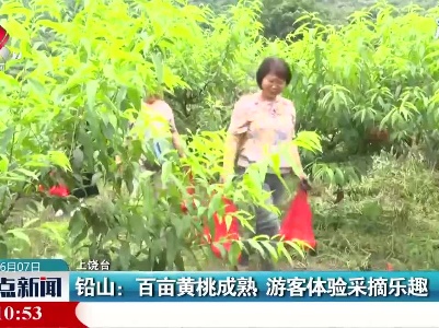 铅山：百亩黄桃成熟 游客体验采摘乐趣