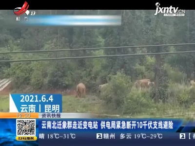 云南北迁象群走近变电站 供电局紧急断开10千伏支线避脸