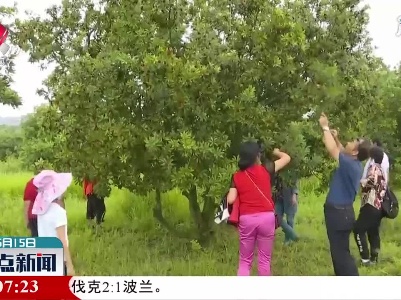 安义：夏至将至 杨梅满山红