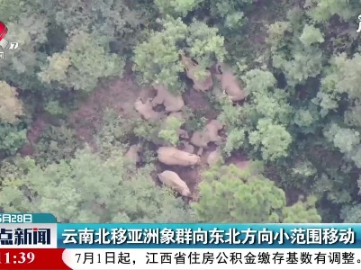 云南北移亚洲象群向东北方向小范围移动