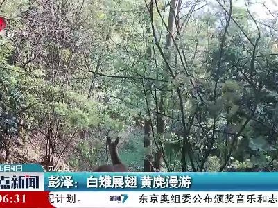 彭泽：白雉展翅 黄麂漫游