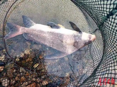 体长72厘米 鹰潭惊现国家二级野生保护动物胭脂鱼