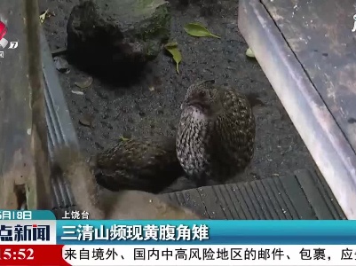 上饶：三清山频现黄腹角雉