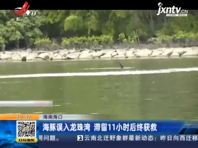 海南海口：海豚误入龙珠湾 滞留11小时后终获救