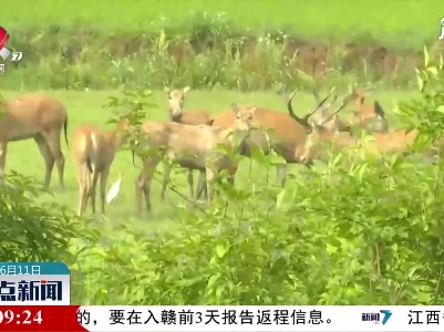 麋鹿现身农场 群众加强保护