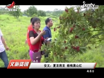 安义：夏至将至 杨梅满山红