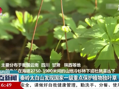 陕西宝鸡：秦岭太白山发现国家一级重点保护植物独叶草
