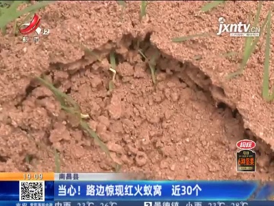 南昌县：当心！路边惊现红火蚁窝 近30个