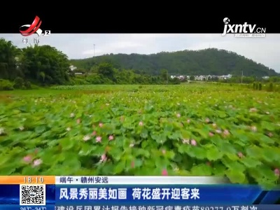 【端午】赣州安远：风景秀丽美如画 荷花盛开迎客来