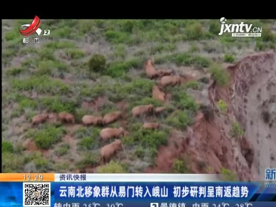 云南北移象群从易门转入峨山 初步研判呈南返趋势