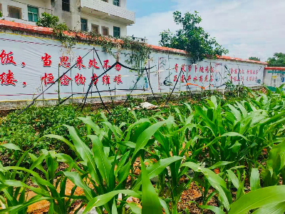 小小蔬菜基地 结劳动教育之果