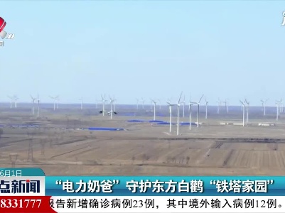 吉林：“电力奶爸”守护东方白鹳“铁塔家园”