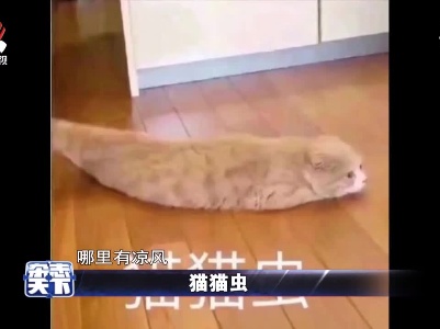 猫猫虫